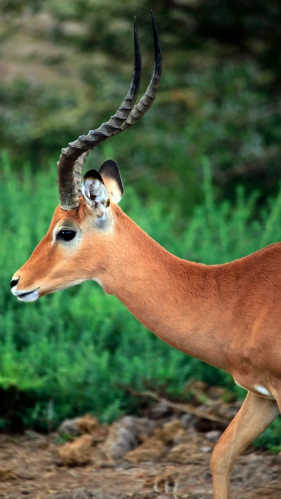 Antylopa Inpala w Parku Tsavo East