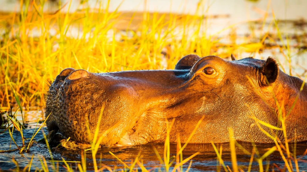 Hipopotamy nad rzeką Chobe w Botswanie