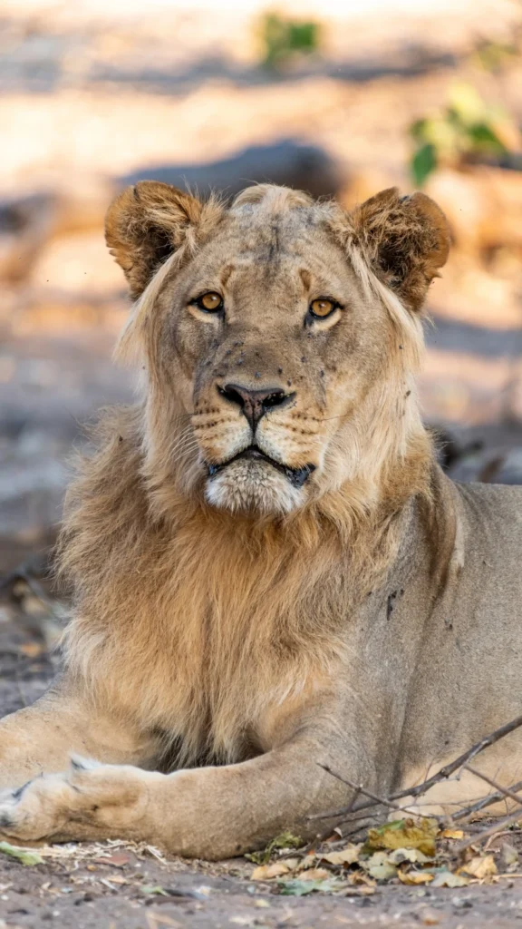 Lwy w Parku Chobe w Botswanie