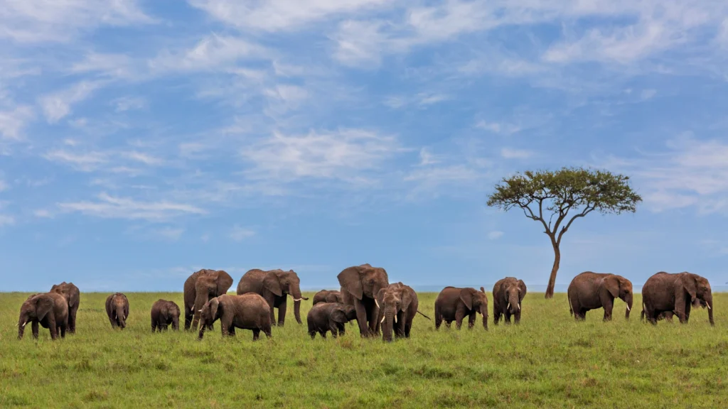 Obszar Chroniony Masai Mara w Kenii