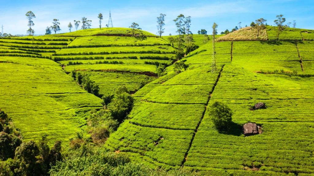 Plantacje herbaty w Nuwara Eliya