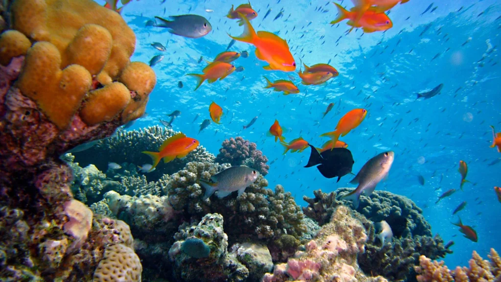 Rafy koralowe w Bayahibe na Dominikanie