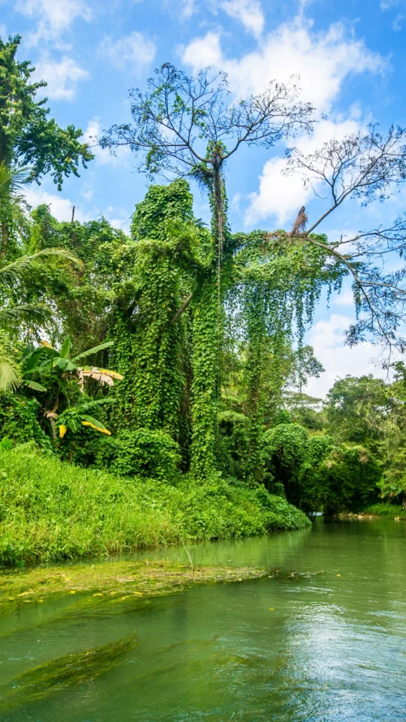 Rzeka Martha Brae słynie ze spływów tratwami