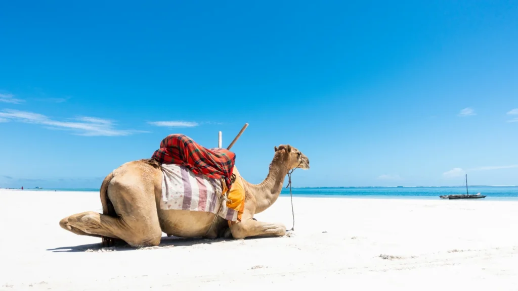 Wielbłąd na plaży Diani